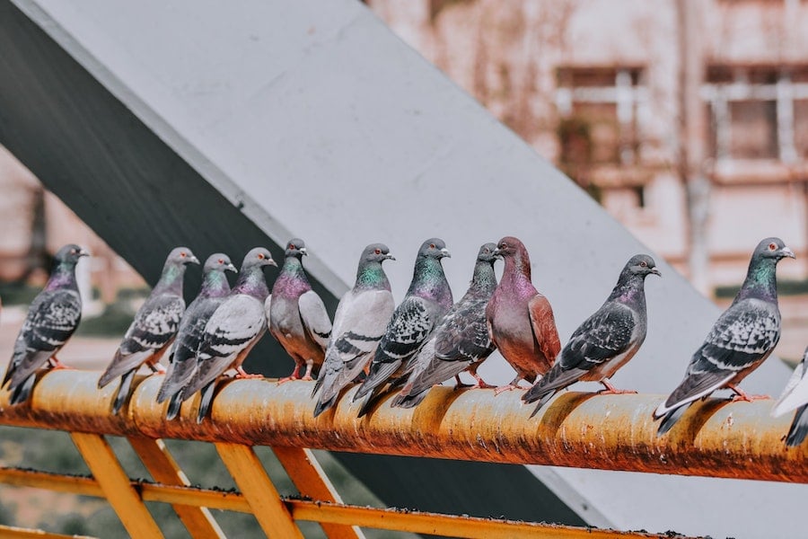 pigeons