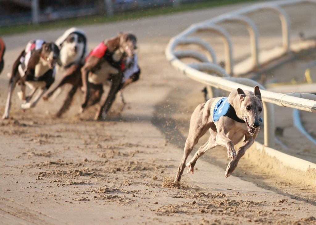 Florida Regulators Allow Magic City to Scrap Dog Racing 