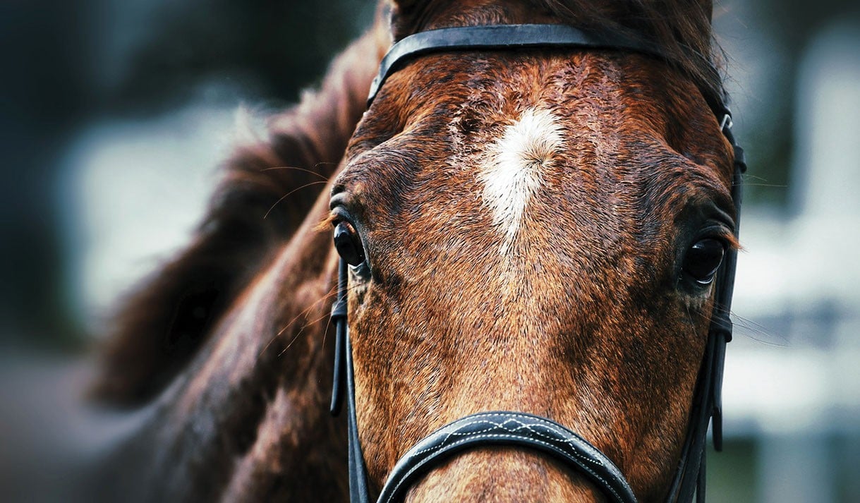 Equine influenza