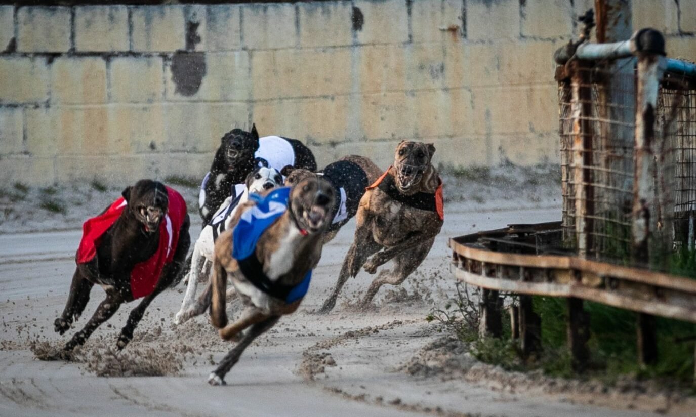 greyhound racing